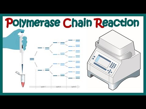 polymerase chain reaction ( PCR) | What are the 3 main steps in a PCR reaction?
