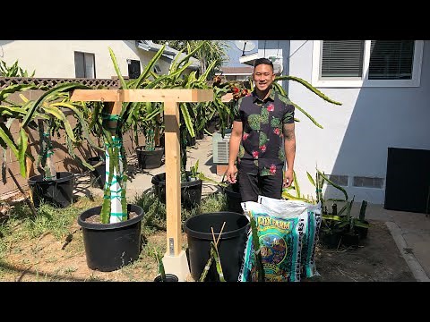 E1: How to Grow Dragon Fruit From Cutting to Fruit