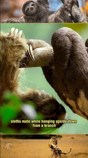 Sloth Mating: Rare Footage and Surprising Facts About Their Reproduction Behavior