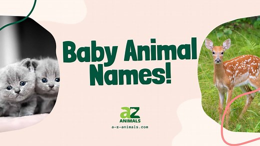 52 Baby Animal Names: The Big List