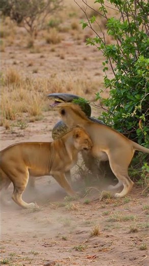 Python vs Lion Pride | Giant Snake Ambushes Wild Lions in Brutal Battle