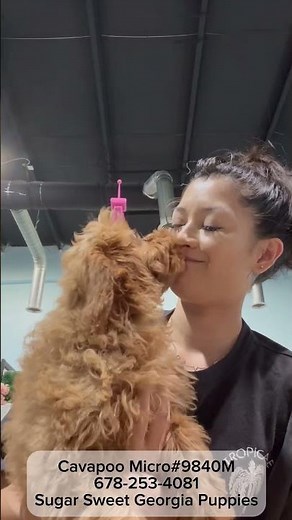 Meet Our Cavapoo Puppy #forsale