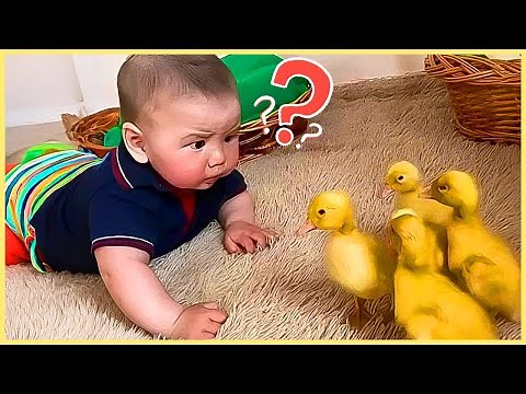 ULTIMATE Baby Funny Moments: 1 Hour of Cutest Baby Video