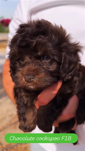 Rayyana Abudalu on Instagram: "Chocolate never looked this sweet 🤎🐾 #chocolatecockapoo #browncockapoo #cockapoopuppy #cockapoosofinstagram #cockapoolove #petlanddxb #dubaipets #uaepets #dogsoftheworld #dogsoftiktok #cutepuppy #designerpuppy #fluffypuppy #puppylife #fypuae"