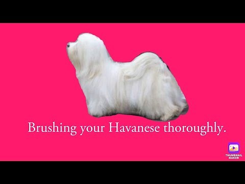 Havanese dogs - Brushing your Havanese properly at home.
