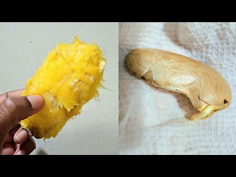 How to germinate mango seeds