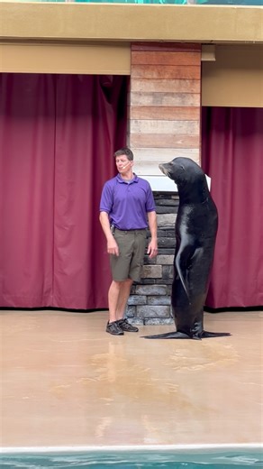 301K views · 2.3K reactions | Amazing sea lion facts that you never would have guessed. #interesting #Fascinating #fun #educational | Travisandcousins | Facebook