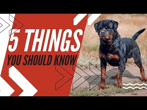 ROTTWEILER: Discover 5 Amazing Facts You Need to Know!