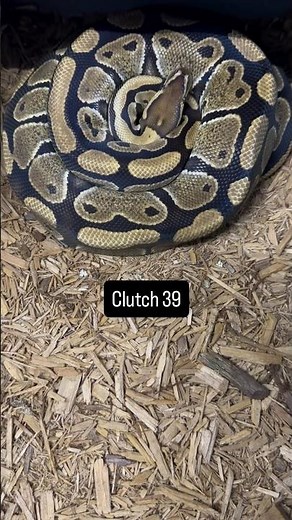 Ball Python Eggs! Clutch #39 JUST Dropped 🥚🐍