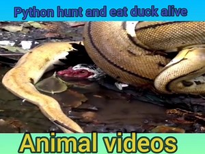 62K views · 1.1K reactions | Python hunts and eats duck alive | Snake Farm | Facebook