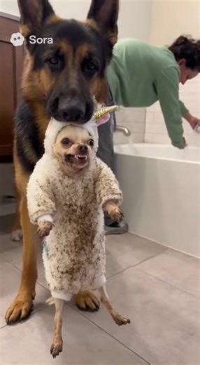 Funny Chihuahua and German Shepherd Moments