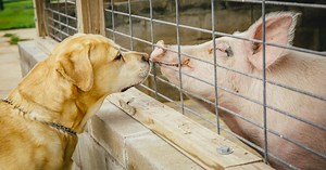 Pigs are as smart as dogs. Why do we eat one and love the other?