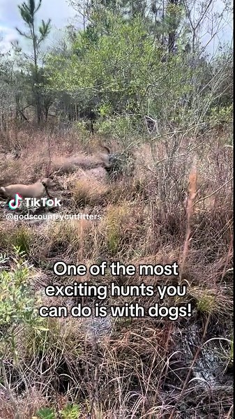 Exciting Wild Hog Hunts with Dogs