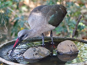 Hadeda ibis: From wetlands to birdbaths
