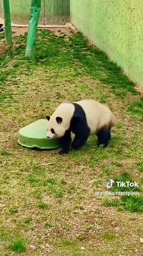 Why Pandas Are Still Thriving: Funny and Adorable Moments