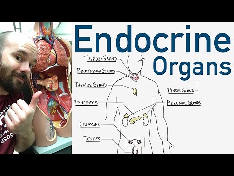 Endocrine Organs - BEST Way to Learn All the Endocrine Organs and What They Do