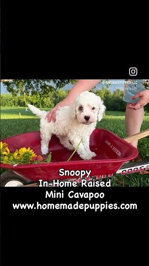 F1bb Mini Cavapoo 10 lbs at maturity Snoopy https://www.homemadepuppies.com/puppies/ScoobyF1bbCavE