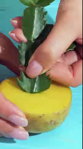 8.7K views · 23 reactions | Unique Gardening Tricks for Exceptional Plant Growth | Green Bean | Facebook