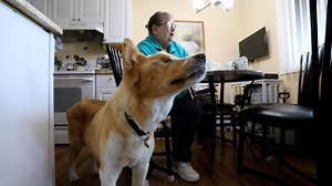 Marty's Place is a non-profit dog sanctuary specializing in love and care for senior dogs 7 years or older. They also provide a Senior Pet Assistance Program that helps older folks afford the cost of owning senior dogs. Kudos to these kind dog lovers. https://l.nj.com/l7edg0 | NJ.com