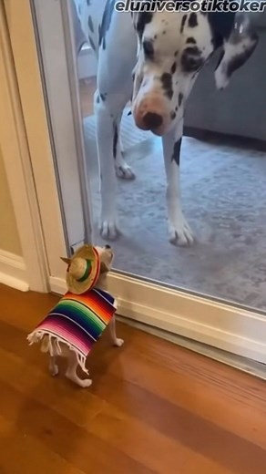 18K views · 380 reactions | Goon Store on Reels | Facebook