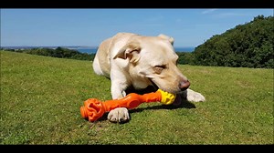189K views · 10 comments | Interactive toys for dogs! | K9 Connectables | Facebook