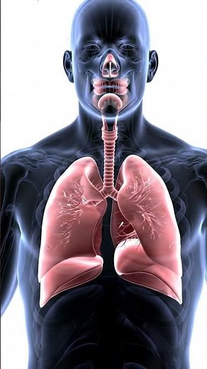 3D Animation of Human Respiratory System | Lungs Anatomy Explained for Medical Students"