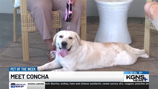 Pet of the Week: Meet Concha, the Basset Hound-Lab mix