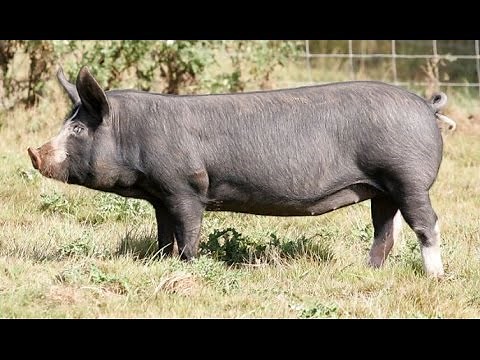 All pig breeds list from A to Z