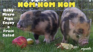 2K views · 46 reactions | 'NOM NOM NOM' - Baby Micro Pigs Enjoy a Fruit Salad Click here to watch more micro pig videos https://www.youtube.com/watch?v=vqTXIKmROX4&list=PLANwQmtbsZlZzz1Ibbbhxo7oEybtHp20C | Petpiggies micro pigs | Facebook
