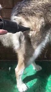 155K views · 226 reactions | So. You say you want a malamute?  | Malamute Adventures | Facebook