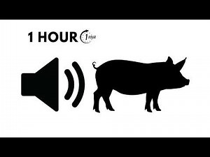 1 Hour of Pig Sounds — Real Pig Oinking & Squealing ASMR