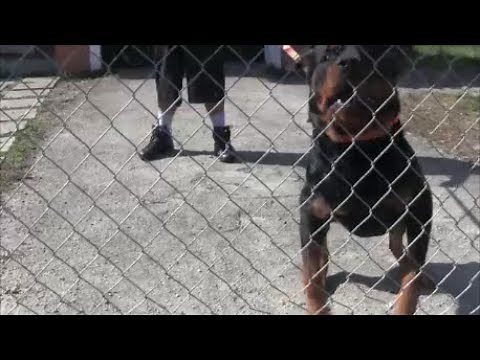 Aggressive Rottweiler (Part 1) completely out of control and extremely dangerous!