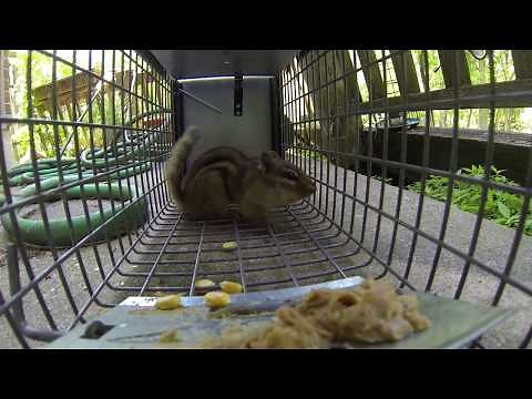 Catching a Chipmunk With a Live Trap