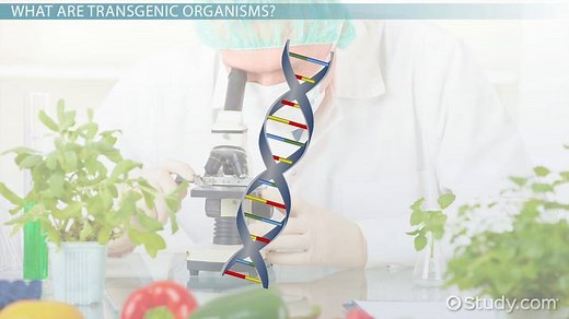 Transgenic Organism | Definition, Examples & Scientific Interest