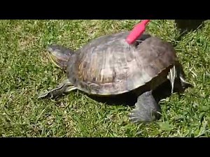 HOW TO BEAM ROBLOX/DISCORD 2022