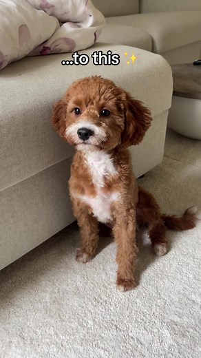 Cavapoo and Cavoodle Grooming Styles: Transformations and Cuts