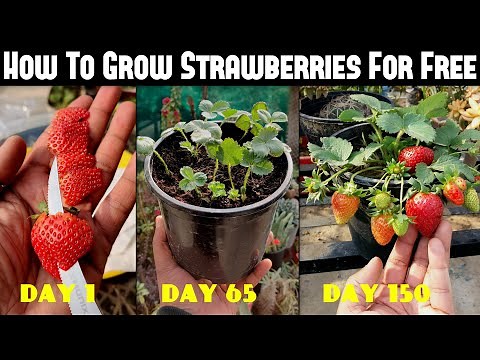 How To Grow Strawberries From Seed | SEED TO HARVEST