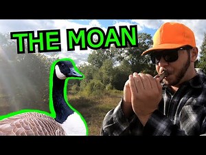 HOW TO Call Canada GEESE Using The Moan (Goose Hunting Tips!)