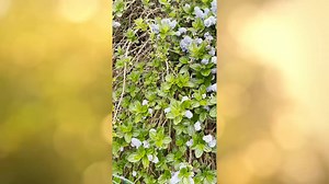 52K views · 1.8K reactions | Happy Saturday! I’ve been enjoying our new home and I wanted to show you a little tour of our garden, but I think I was a little too zoomed in. Anyway, here are some great shots of our grass. Enjoy. | Ellen DeGeneres | Facebook