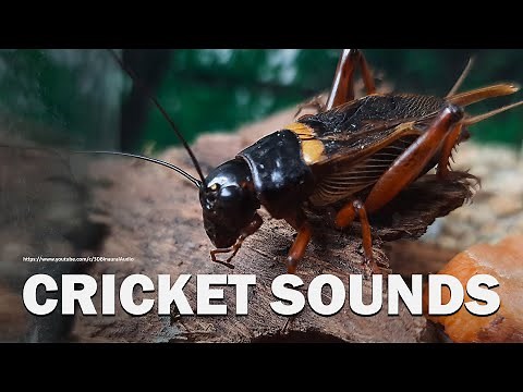 High Quality Crickets Sounds 6 Hours and 35 Minutes