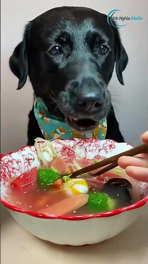 Top Veterinarian Reveals Best Techniques for a HEALTHY Dog