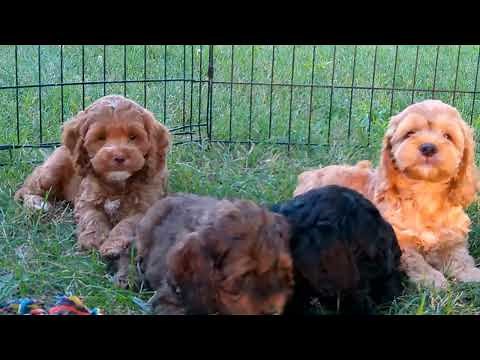 7 week old F1 Cockapoo Puppies - Mill Creek Family Farms - Rebecca x Ryder