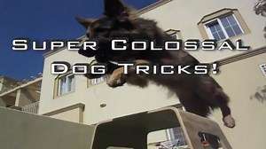 6.8K views · 341 reactions | I love watching incredible dogs train and play! | K9 Commando | Facebook