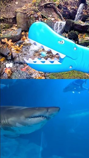 Learn at the Waterfall | Sea Animal Names for Kids: Eel Crab Polar Bear Shark Blue Spotted Stingray