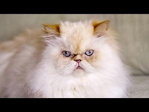 Himalayan Cat Breed || Himalayan Cat personality || Facts || Color || Grooming #cuteanimals Cute Cat