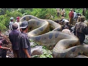 10 Biggest Snakes in the World