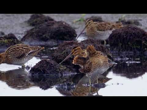 Uncovering the Common Snipe: Secrets of the Elusive Wetland Bird