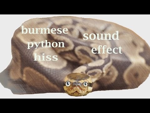 Burmese Python Sounds / Sound Effect / Animation