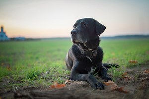 'Farmer's Dog' Super Bowl Commercial Left Everyone in a Pool of Tears