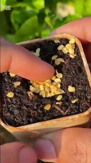 Compost 101, beginner guide to start composting with electric composter easily and apply on chili